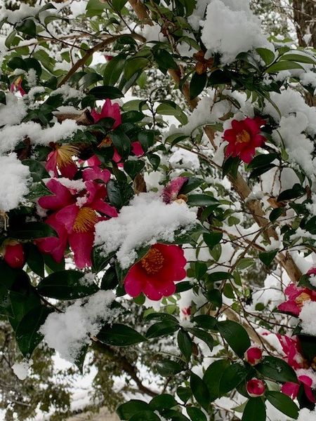 写真：雪と椿です。