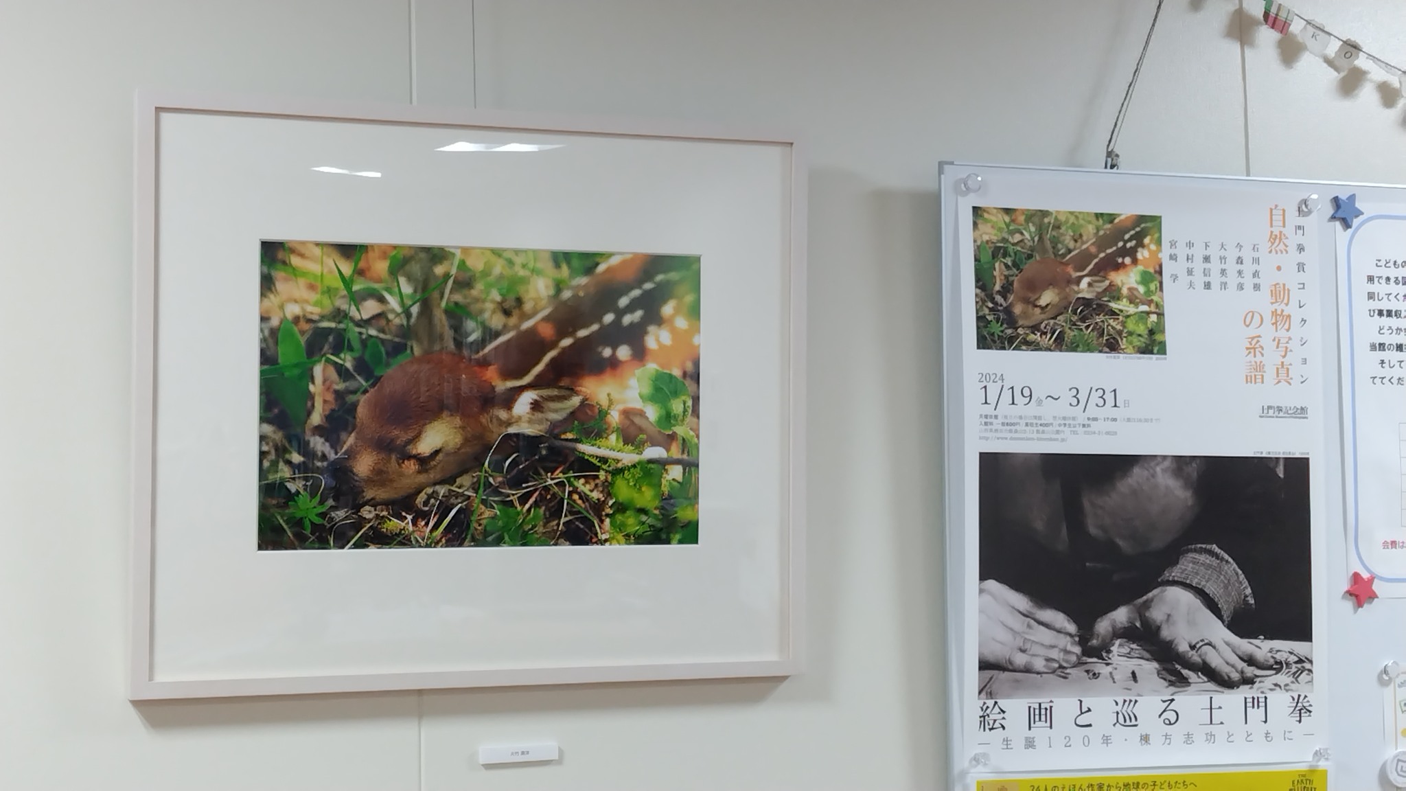 写真：館内に展示されている子鹿の写真です。
