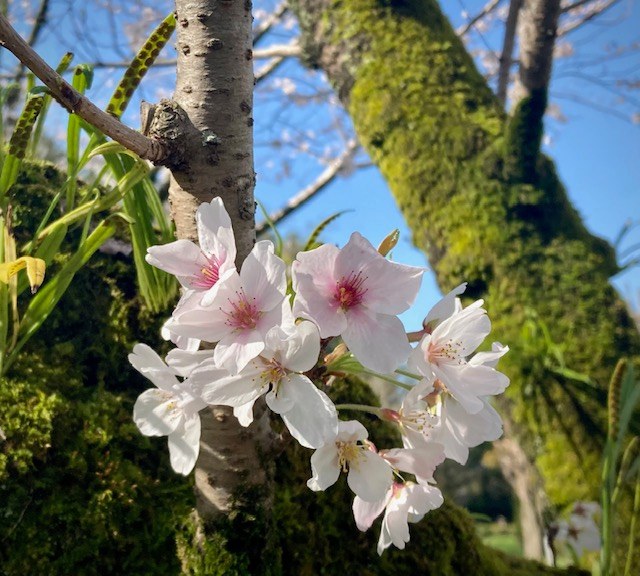 写真：桜の花です。