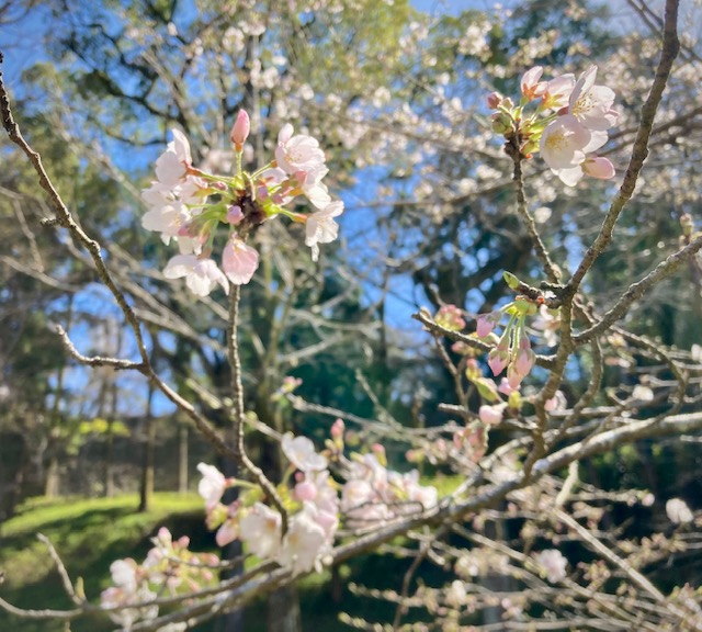 写真：桜の花です。