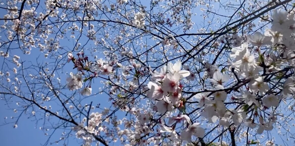 写真：すべり山の桜です。
