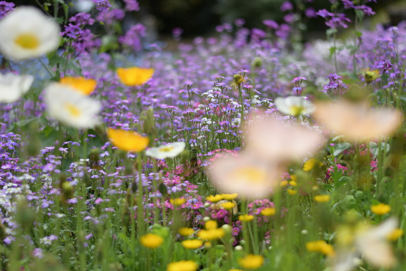 写真:虹色花畑に色とりどりの花が咲き誇っています。