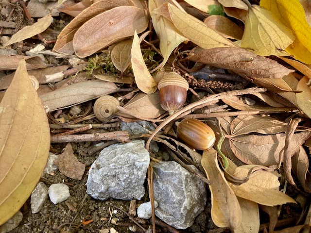 写真:落ち葉とどんぐりです