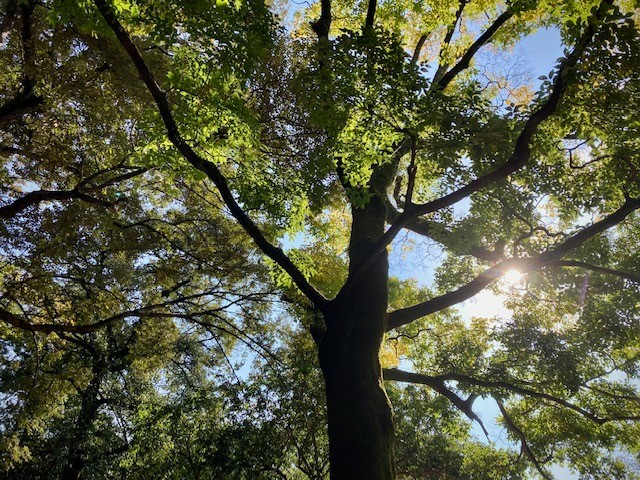 写真：大きな木と木漏れ日の光です
