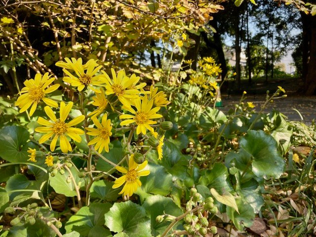 写真：つわぶきの花が満開です